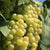 Green grapes.