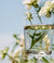 Avaline white next to white flowers.