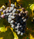 Red grapes.