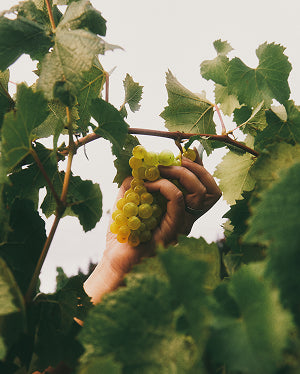 Organic grapes in vineyard