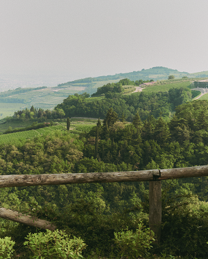 European vineyard landscape