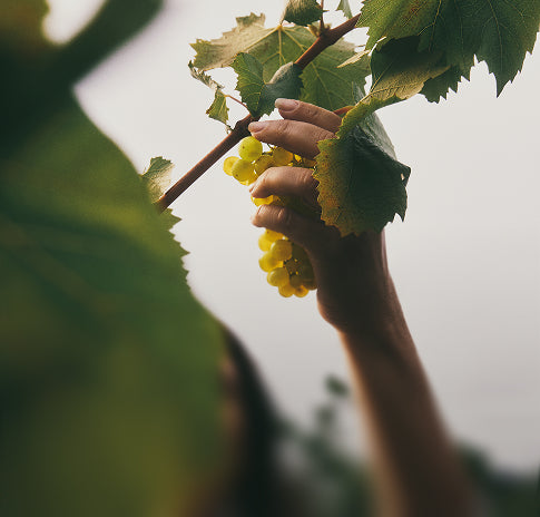 Meet Our Winemaker