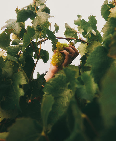 Avaline grapes on the vine